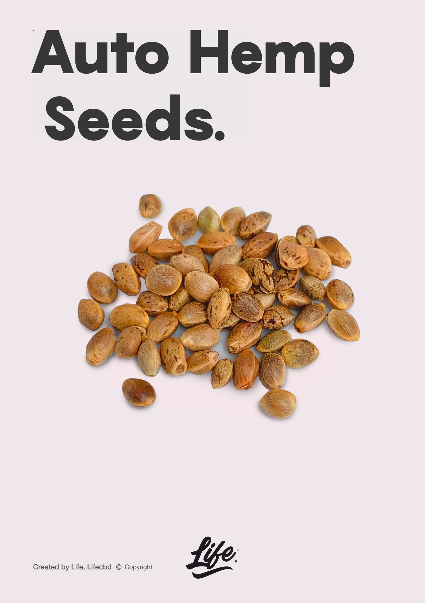 Semillas de floración automática de cbd